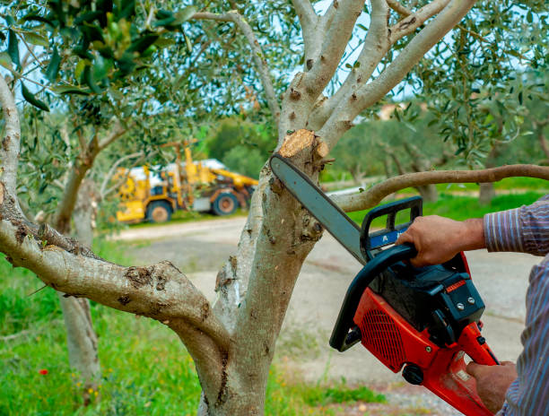 Emergency Storm Tree Removal in Slippery Rock University, PA